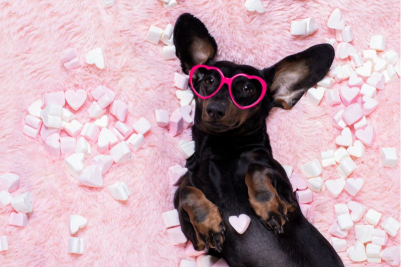 Hay muchas opciones para celebrar San Valentín junto a tus mascotas