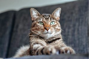 Los gatos tienen expresiones faciales que aún están por descubrirse