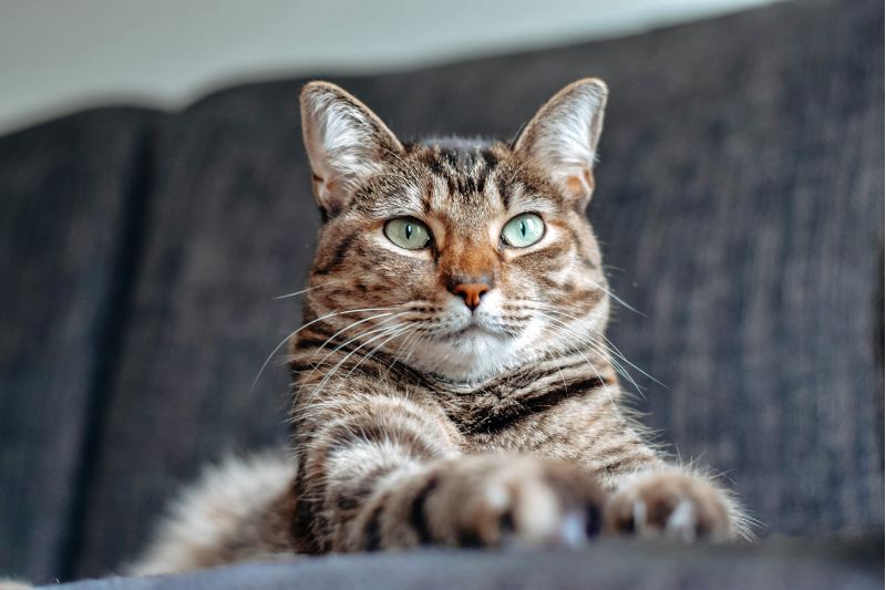 Los gatos tienen expresiones faciales que aún están por descubrirse