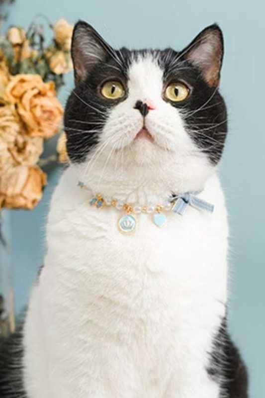 Un hermoso gato con un collar de perlas