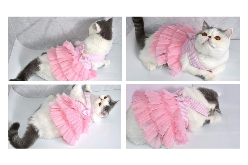 Tu gato puede usar un hermoso vestido coquette