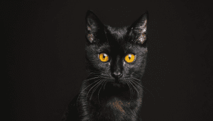 Existen muchas supersticiones alrededor de los gatos negros