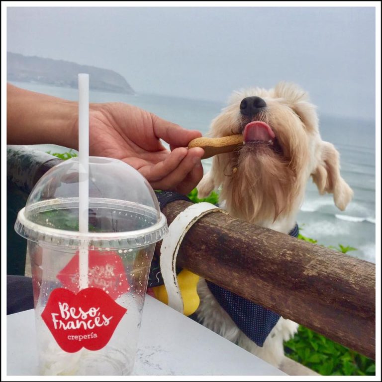 Trae a tu fiel compañero peludo y disfruten juntos de nuestros deliciosos crepes. ¡Los esperamos con mucho amor y crepes deliciosos! 🐶