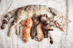 Una camada de gatos puede tener diferentes padres machos