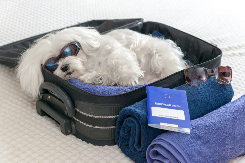 Viajar con tu perro en Semana Santa puede ser divertido con las precauciones necesarias