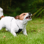 Algunos perros pueden desarrollar el síndrome de la furia