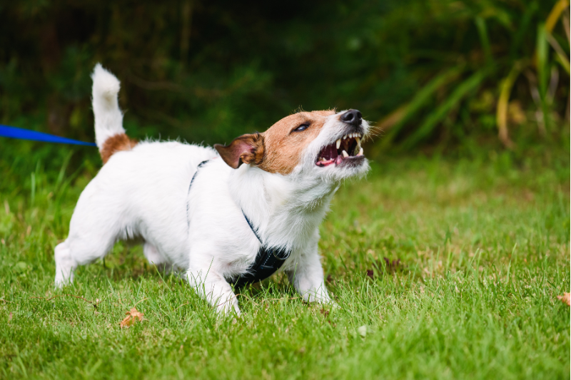 Algunos perros pueden desarrollar el síndrome de la furia