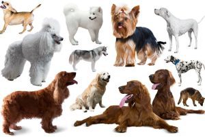Existen 356 razas de perros según la FCI