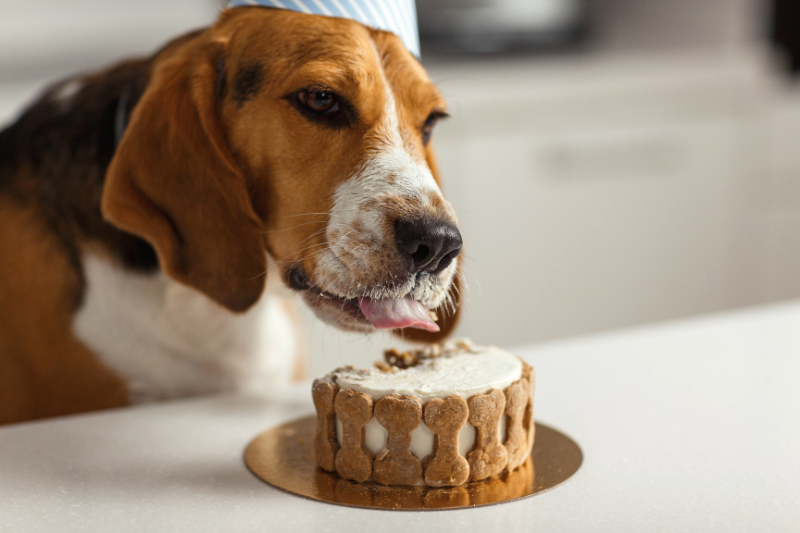 Un perrito disfrutando su queque de cumpleaños