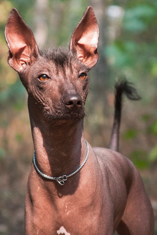 El Xoloitzcuintle es una raza de perro mexicano reconocida