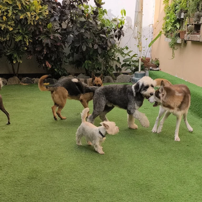 Libres de jaulas en All4dogs