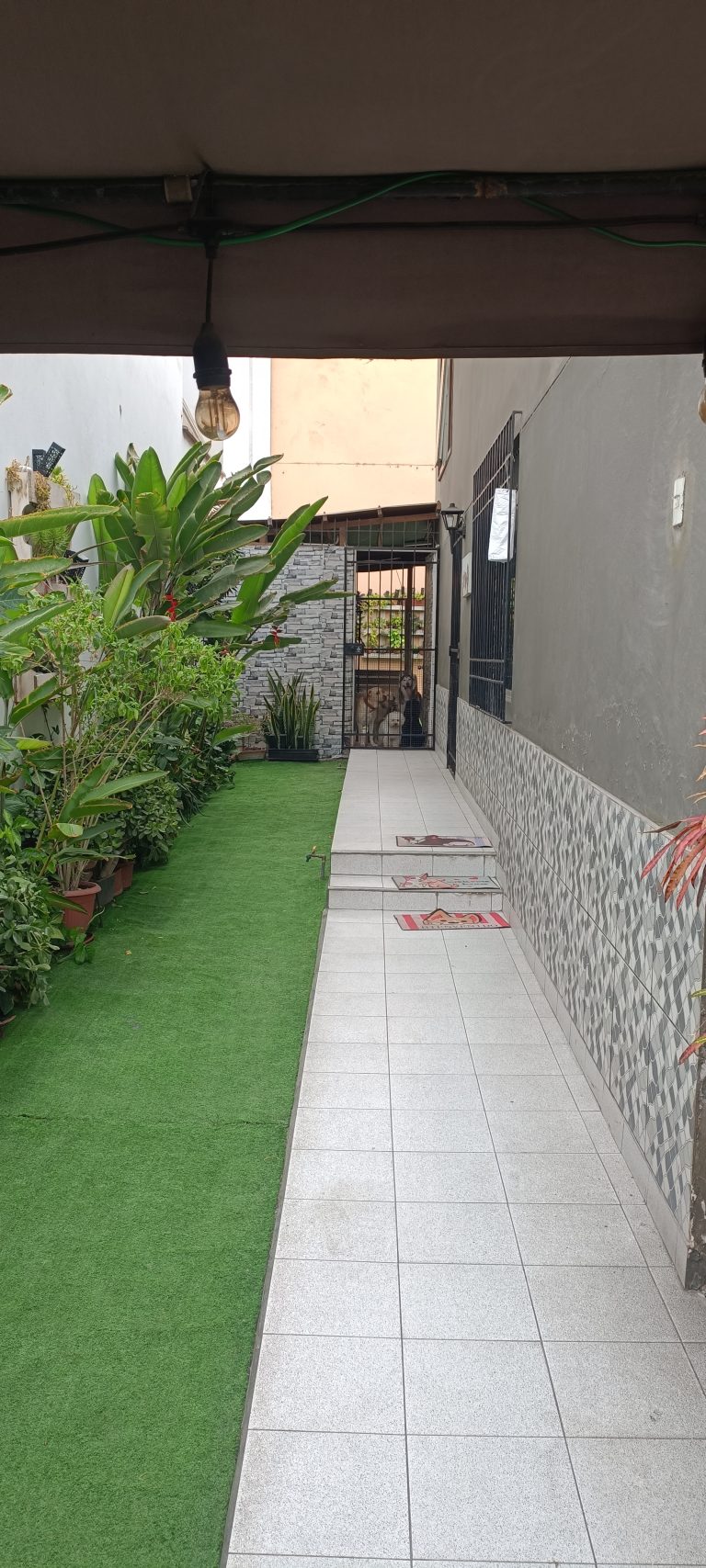 Entrada All4Dogs