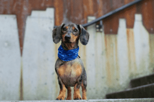El dachshund puede ser vetado en Alemania