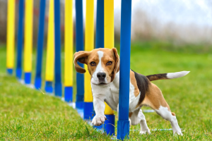 El agility es un deporte canino que trae muchos beneficios