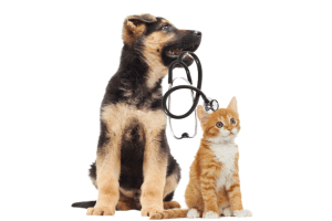 El cáncer en mascotas es una enfermedad que hay que vigilar de cerca