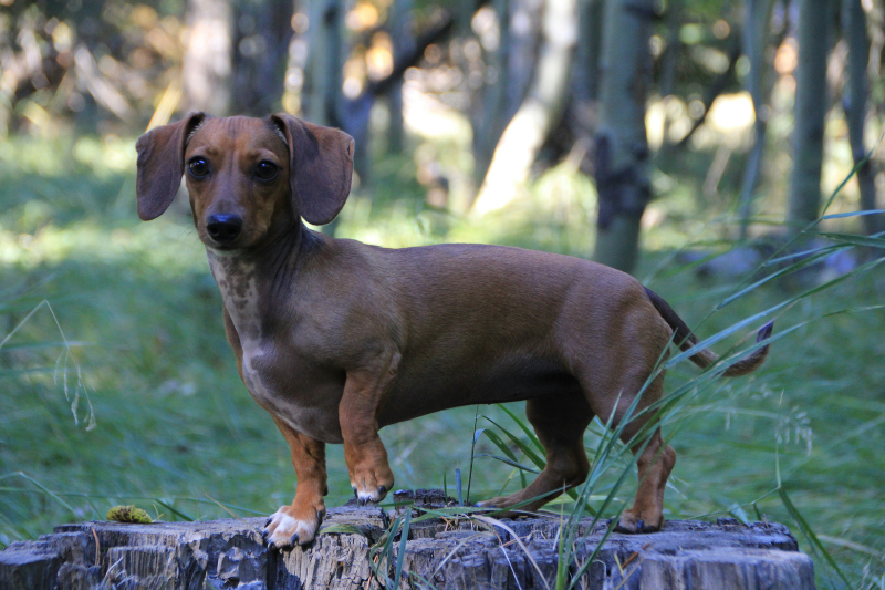 Perro salchicha, Dachshund o Teckel