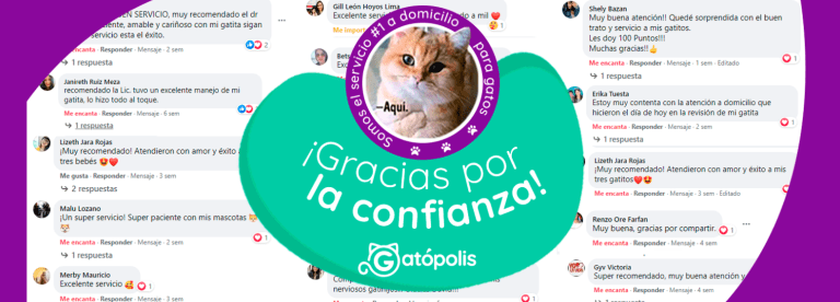 Gatopolis portada 768x276