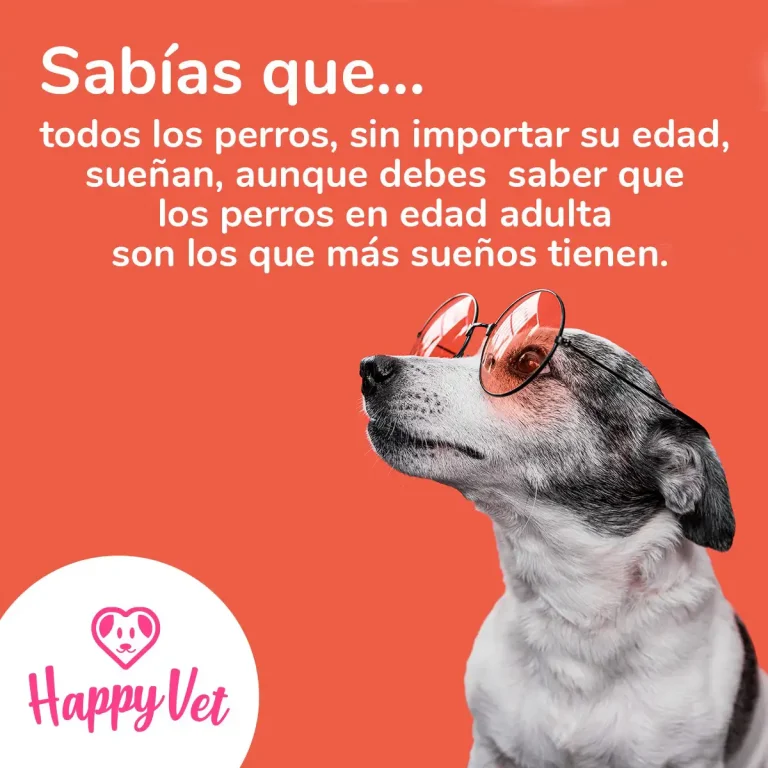 Happy vet & spa1