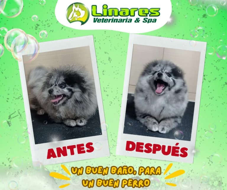 Linares Veterinaria & Spa4