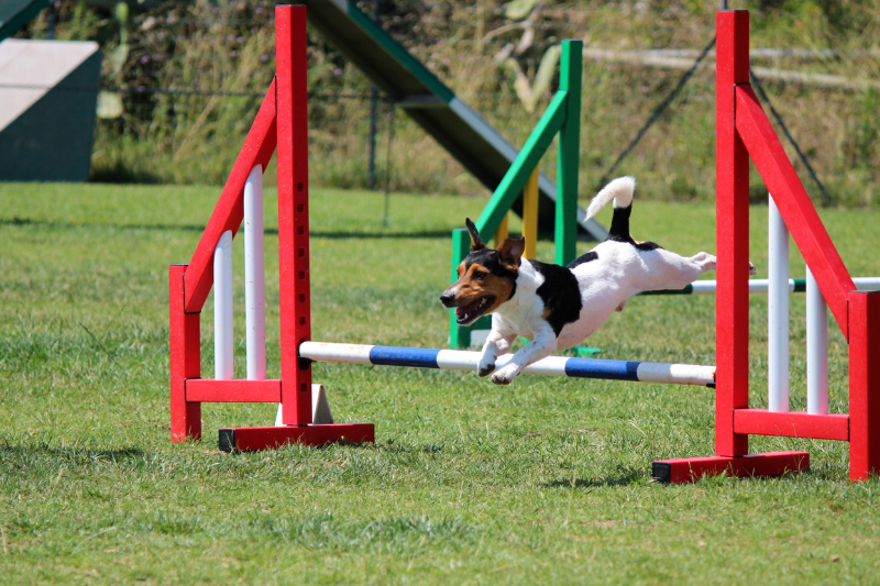 El agility puede ser un deporte canino muy divertido