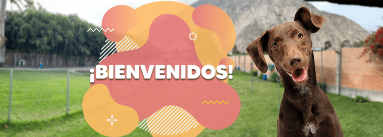 portada pt