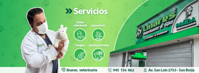 portada pt