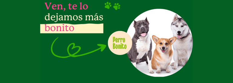 portada pt