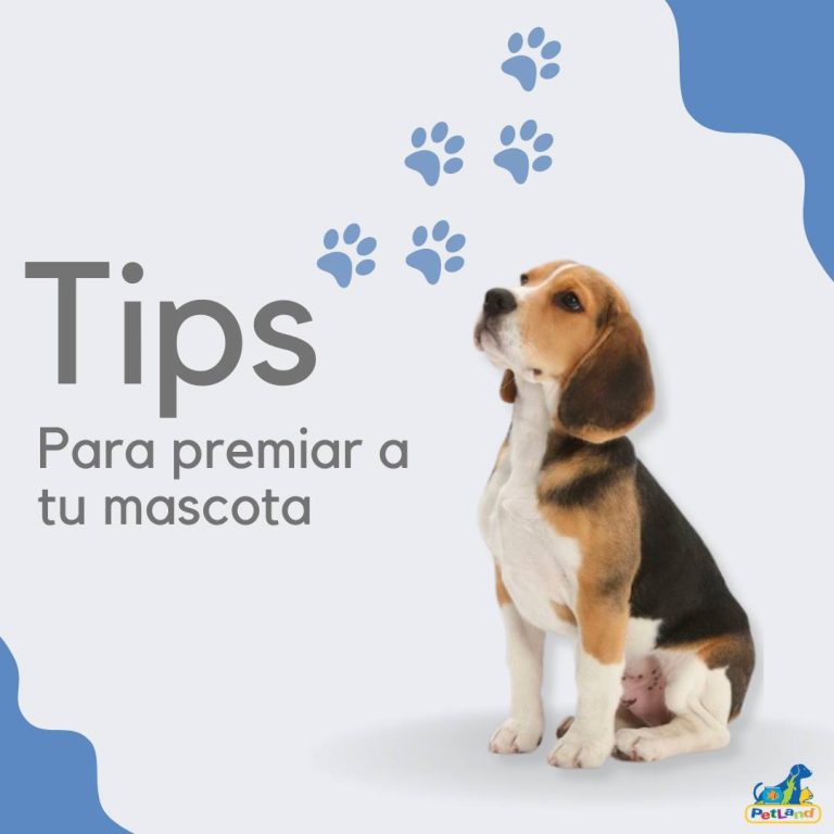 Veterinaria Pet Land3