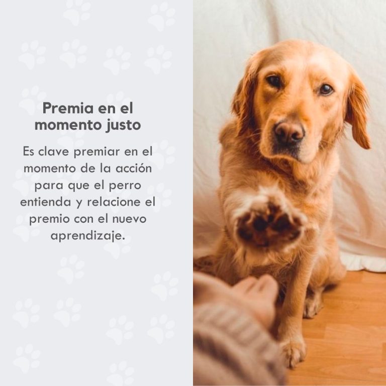 Veterinaria Pet Land4