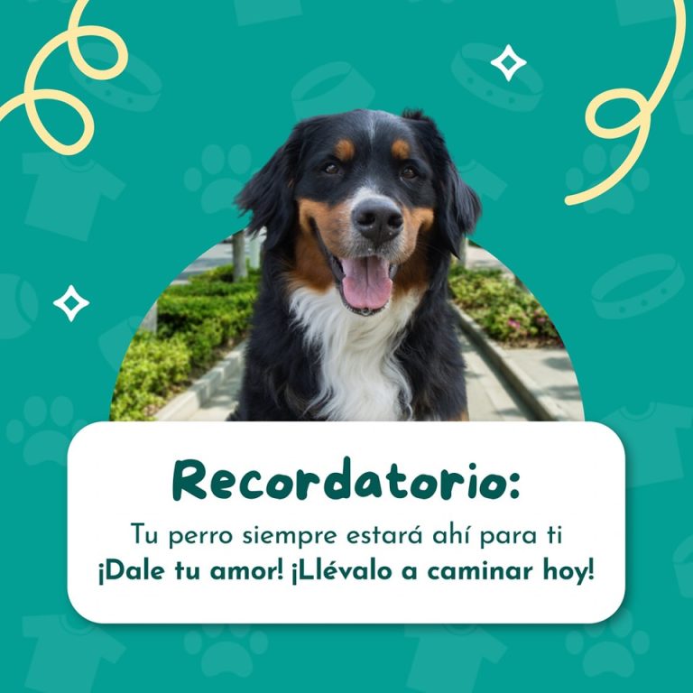 Pets Camp4
