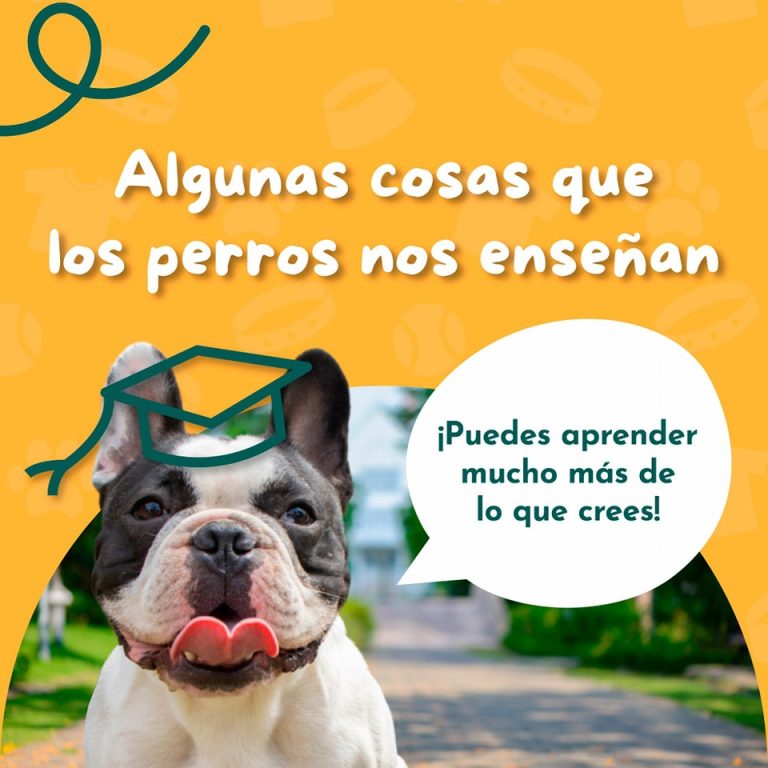 Pets Camp33