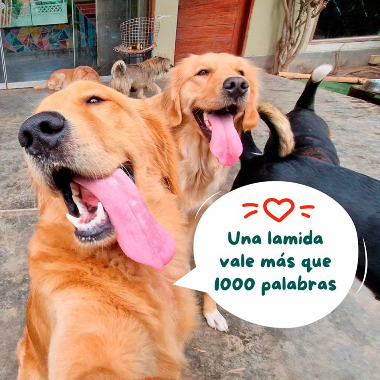 Pets Camp2