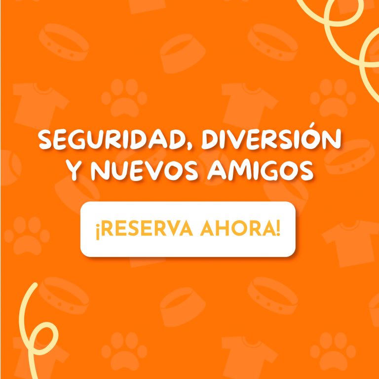 Pets Camp1