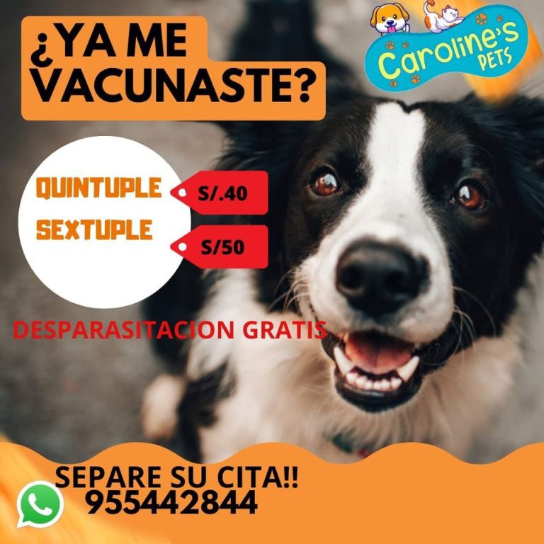 carolines portada