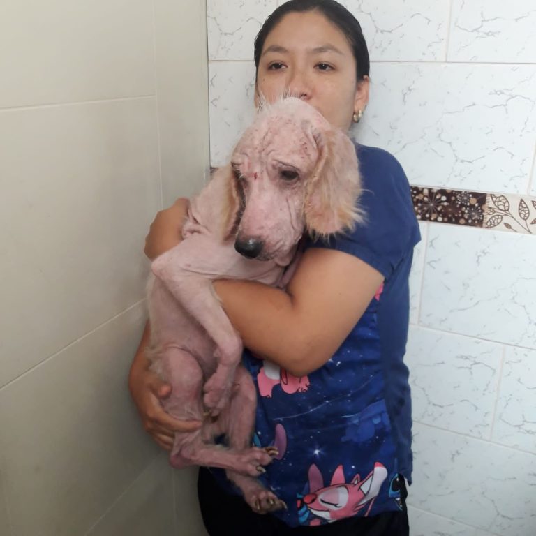 carolines pet 4