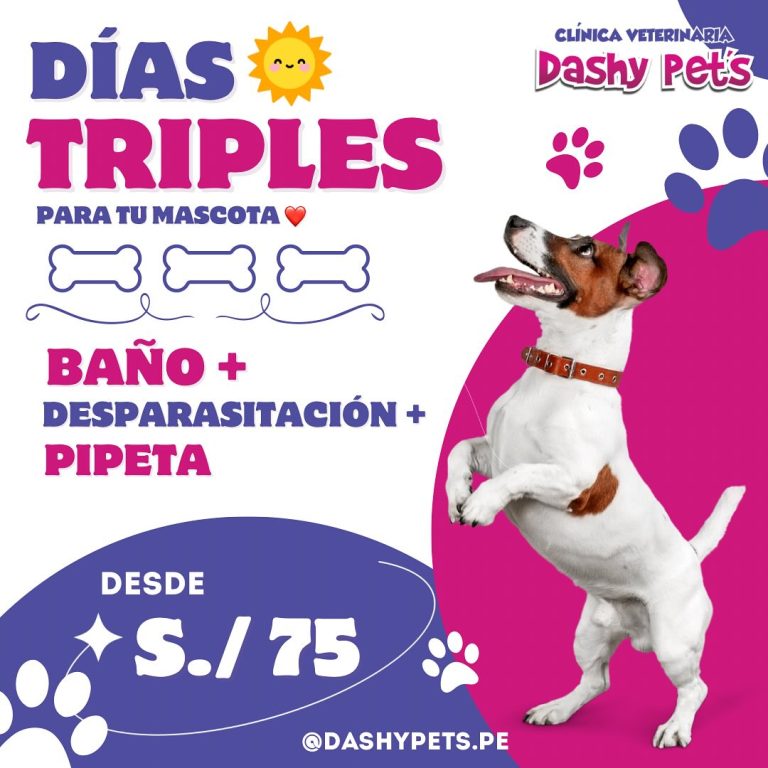 dashy 4