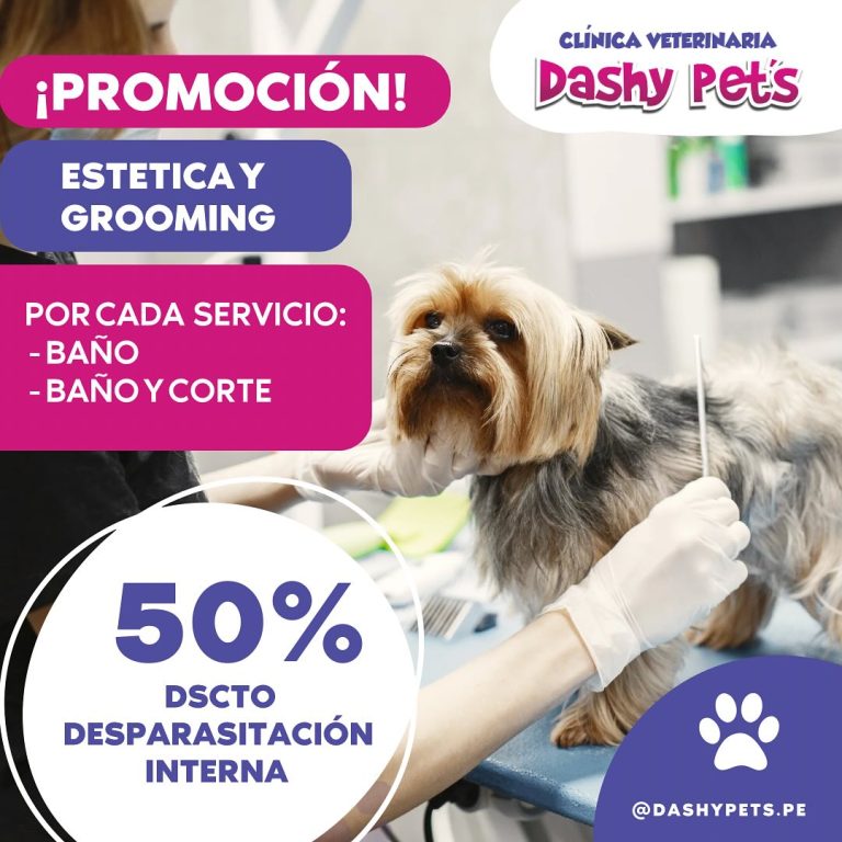 dashy 1
