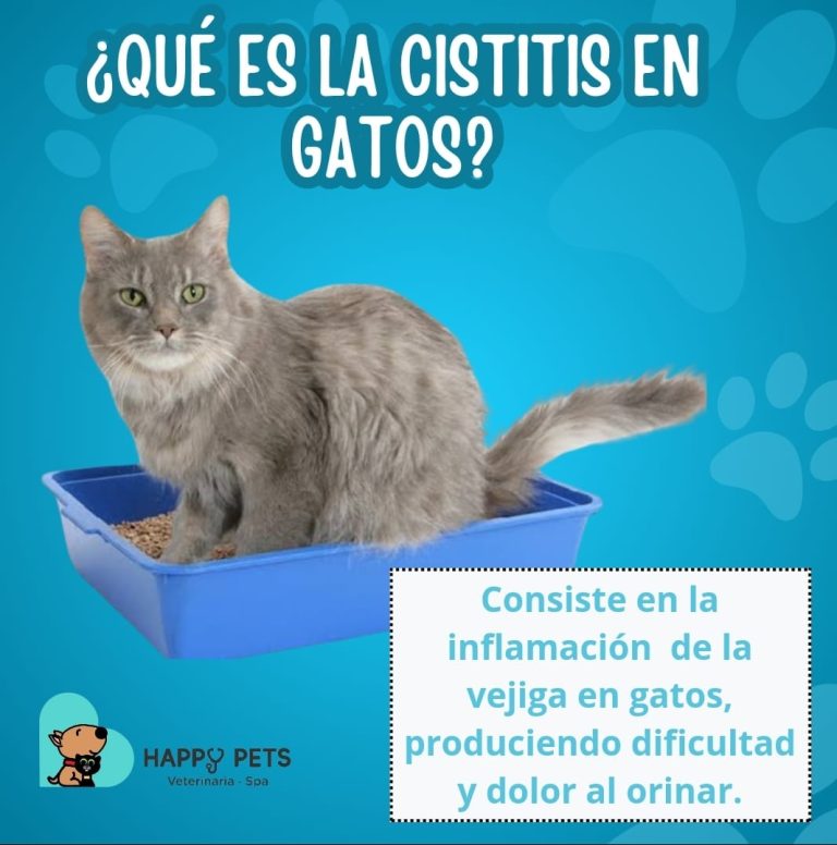 happy vets 3