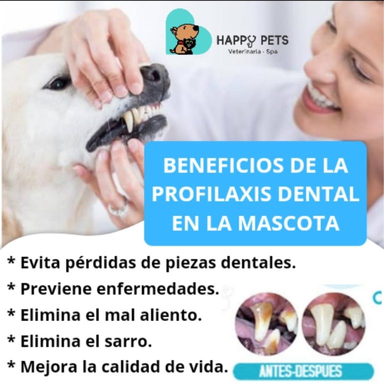 happy vets 2