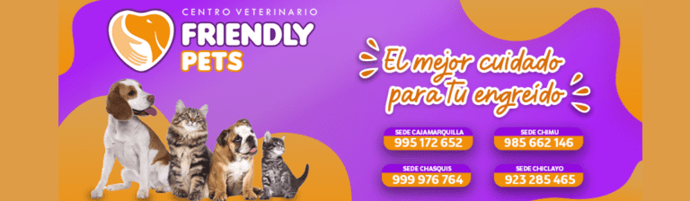 portada pt
