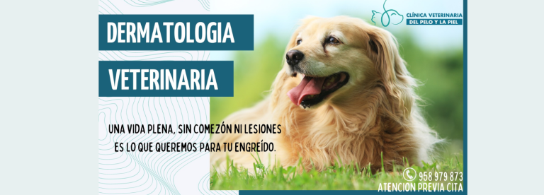 portada pt