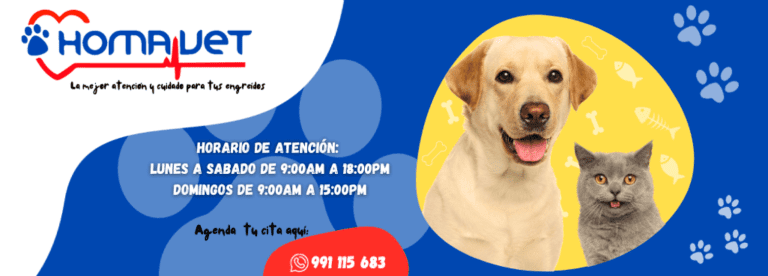 portada pt