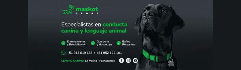 portada pt