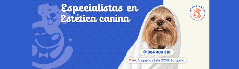portada pt