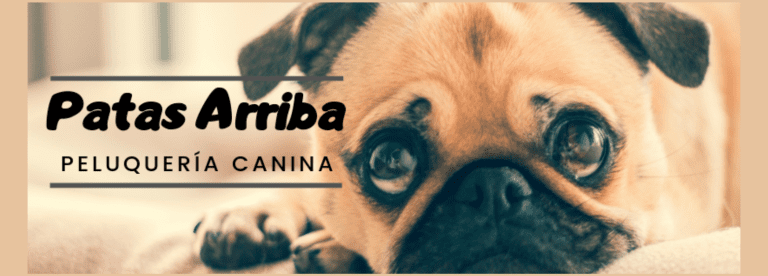 portada pt