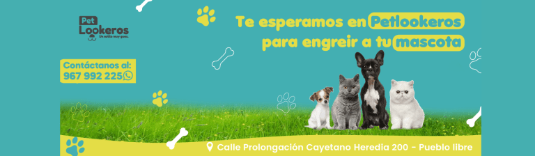 portada pt