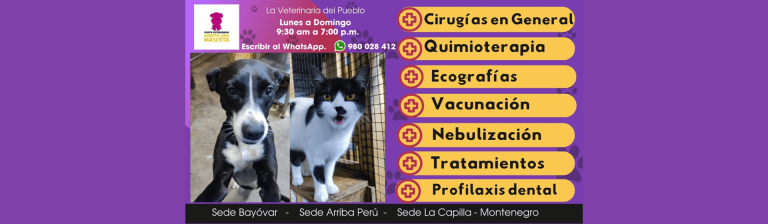 portada pt