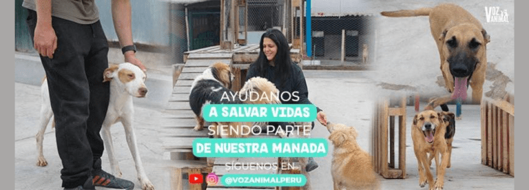 portada pt