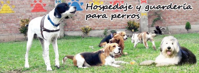 portada pt