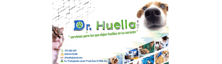 portada pt